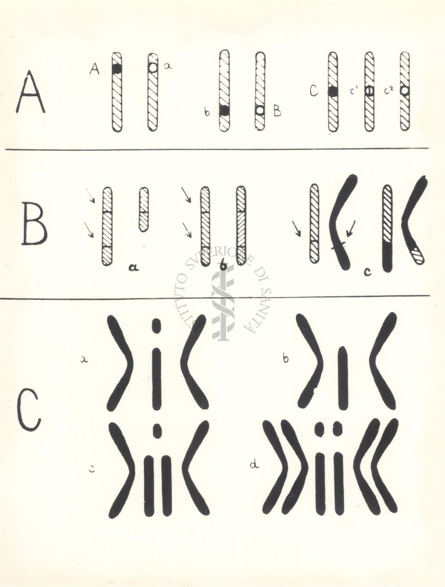 Schema di vari tipi di mutazione