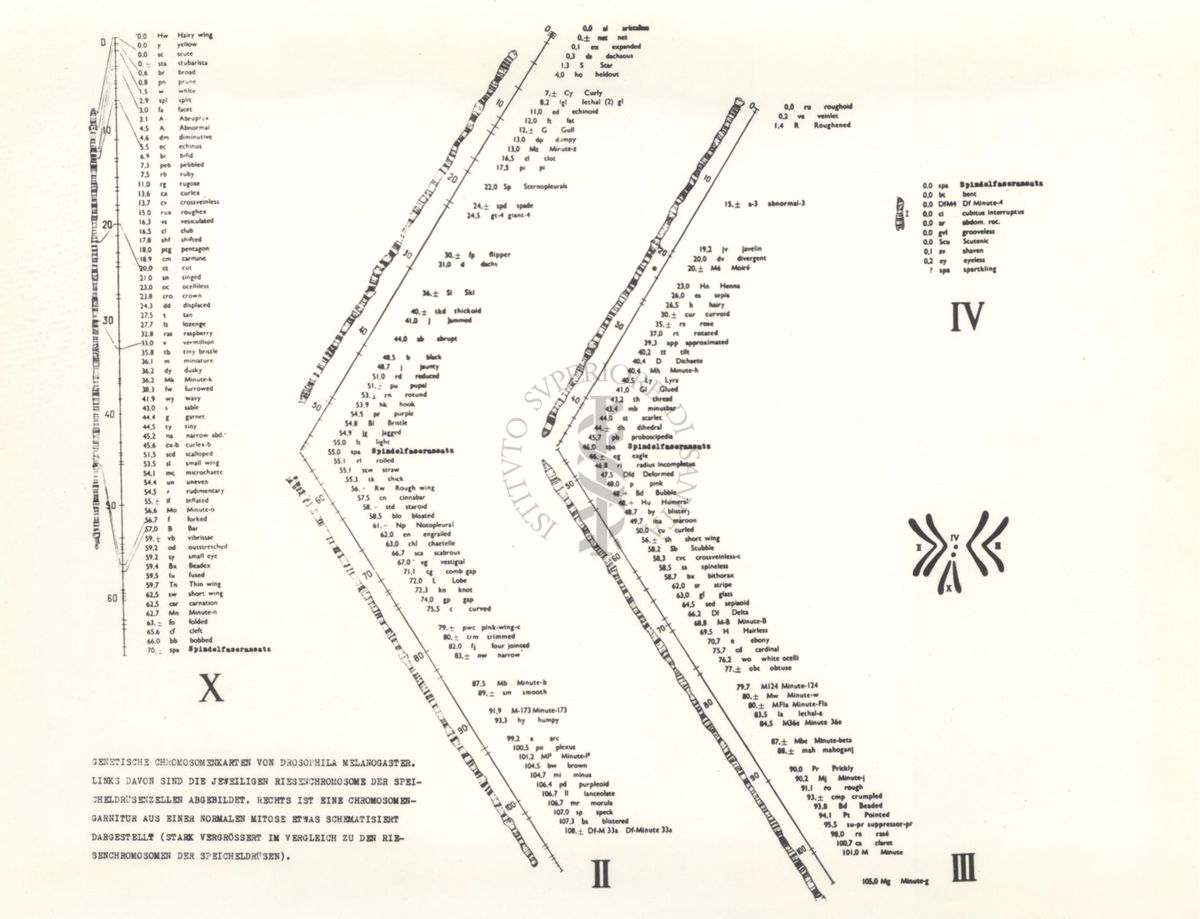 Mappa genetica dei cromosomi di Drosofila