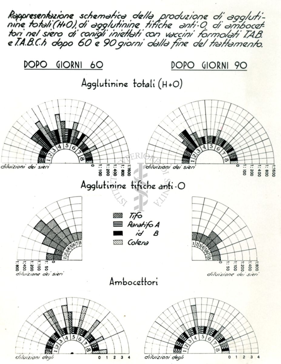 Diagramma polare rafficurante la produzione di agglutinine