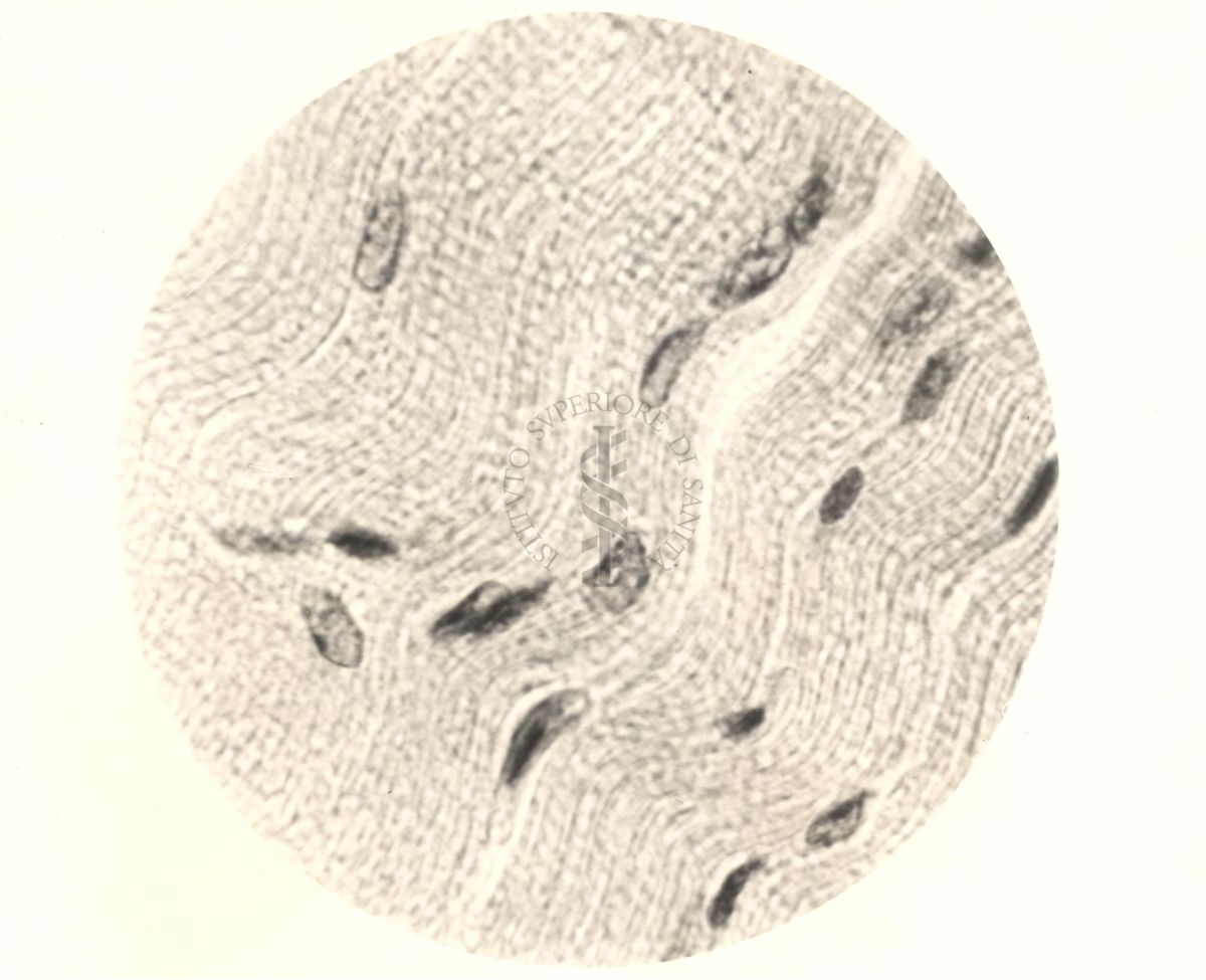 Immagine al microscopio di Cromalina del sesso in cellule di tessuti di piccione