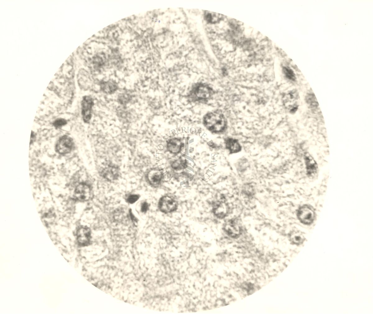 Immagine al microscopio di Cromalina del sesso in cellule di tessuti di piccione