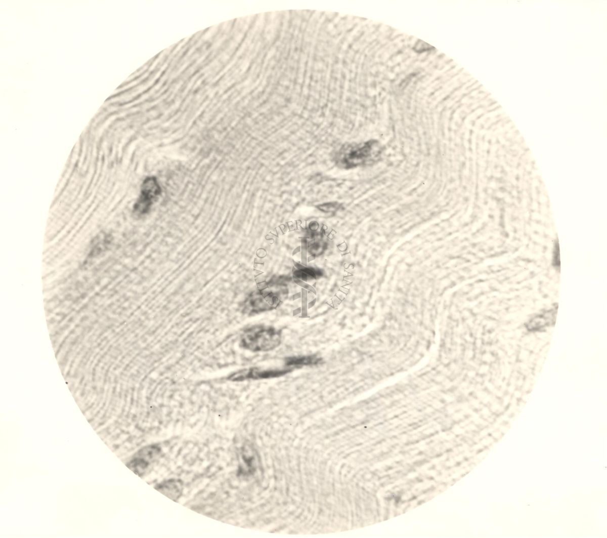 Immagine al microscopio di Cromalina del sesso in cellule di tessuti di piccione