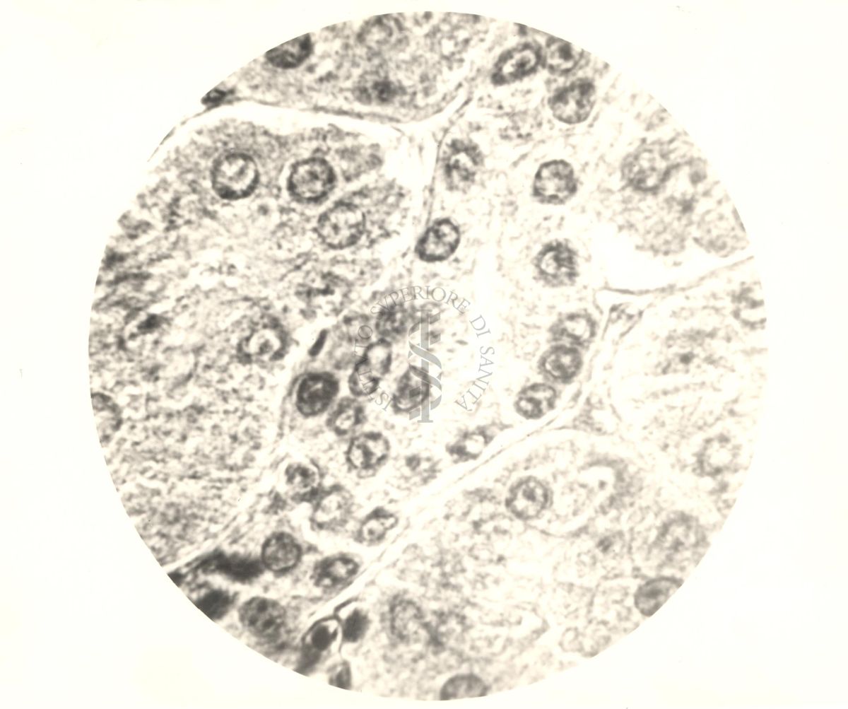 Immagine al microscopio di Cromalina del sesso in cellule di tessuti di piccione