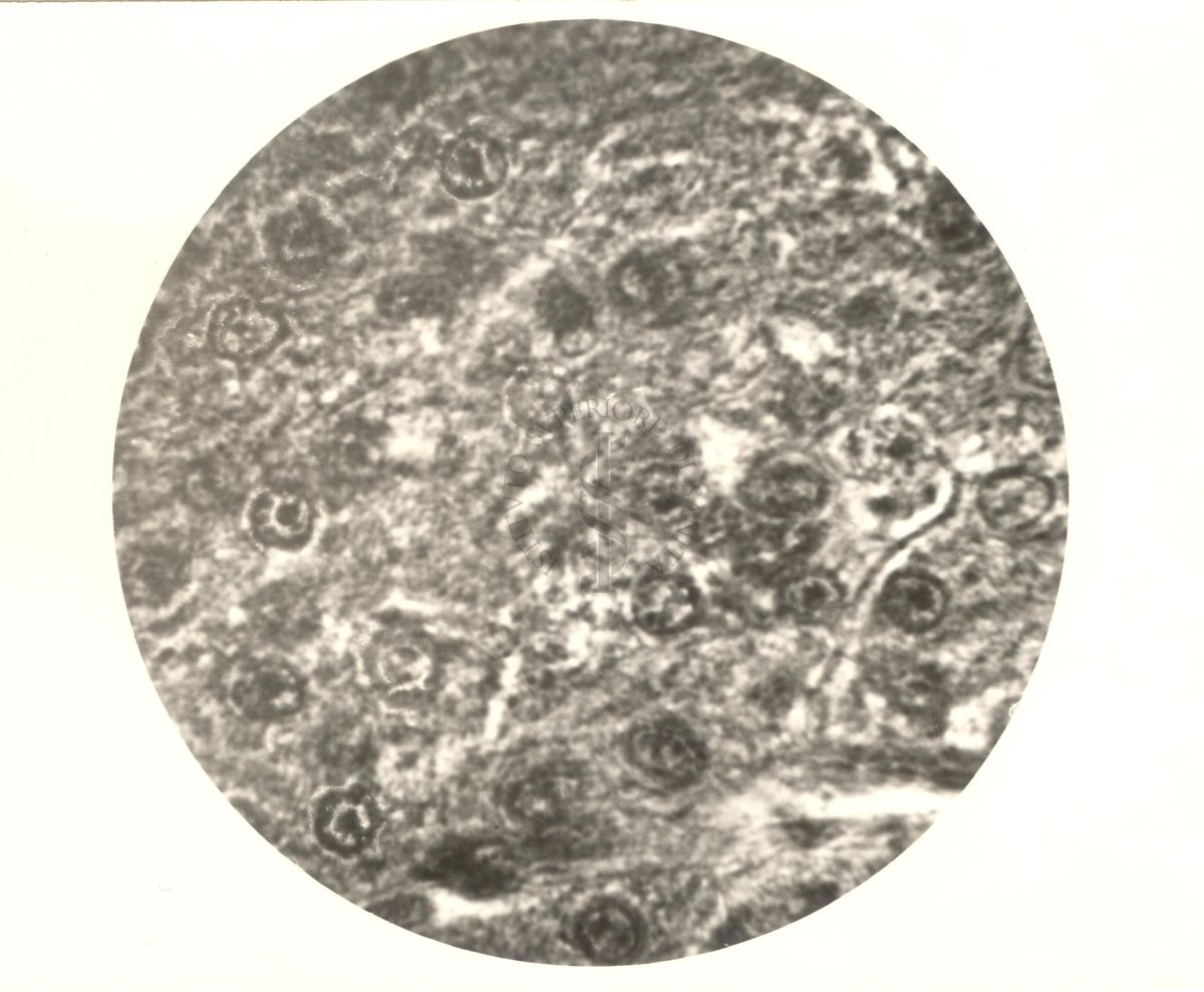 Immagine al microscopio di Cromalina del sesso in cellule di tessuti di piccione