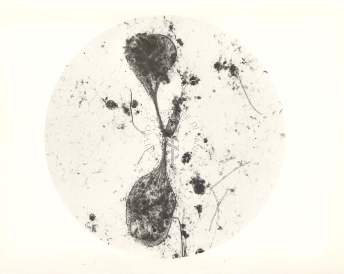 Immagine al microscopio di protozoi dell'ampolla cecale del Calctermes (termite)