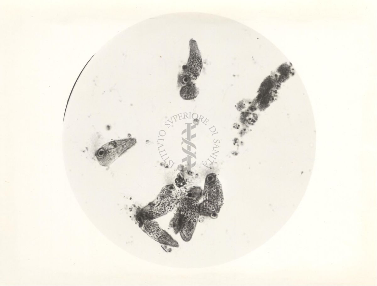 Immagine al microscopio di protozoi dell'ampolla cecale del Calctermes (termite)