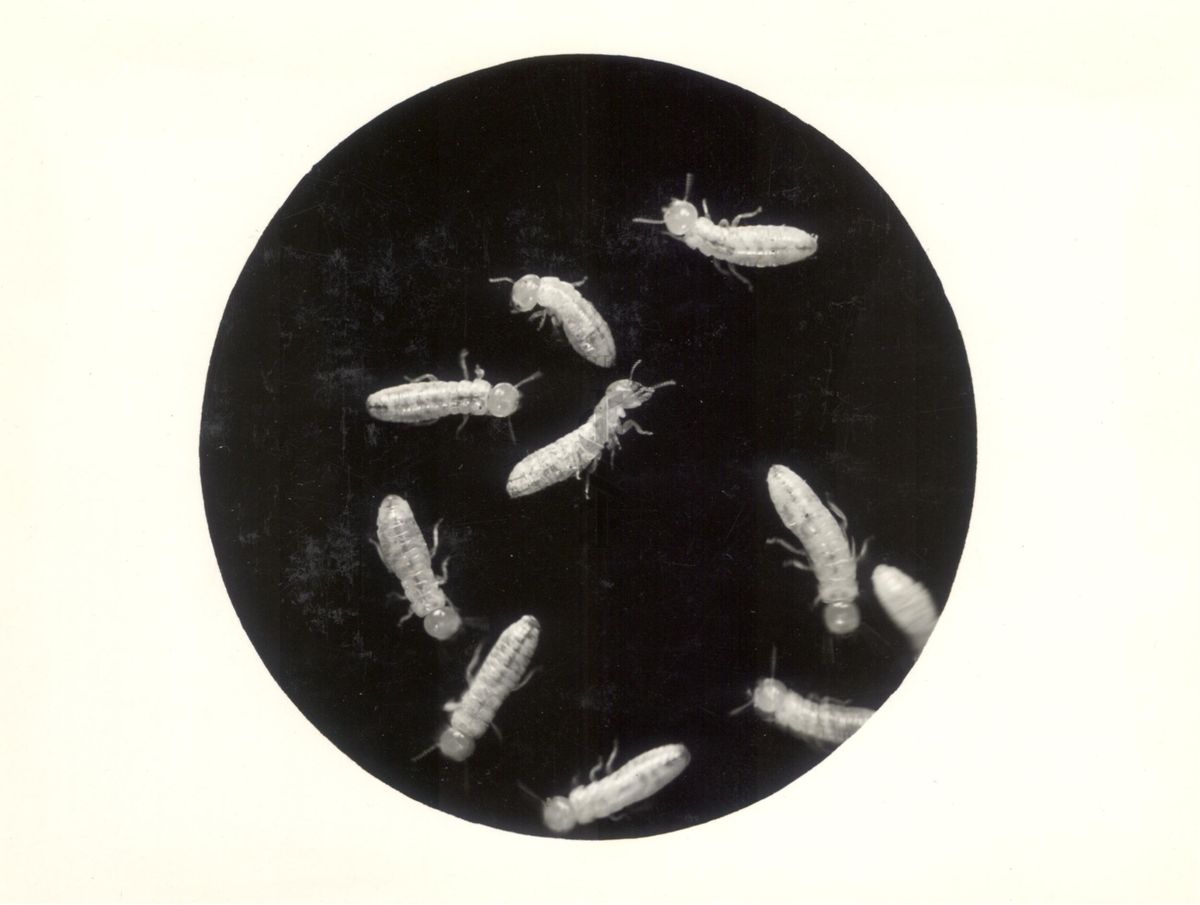 Immagine di larve e soldati di Calotermes flavicollis