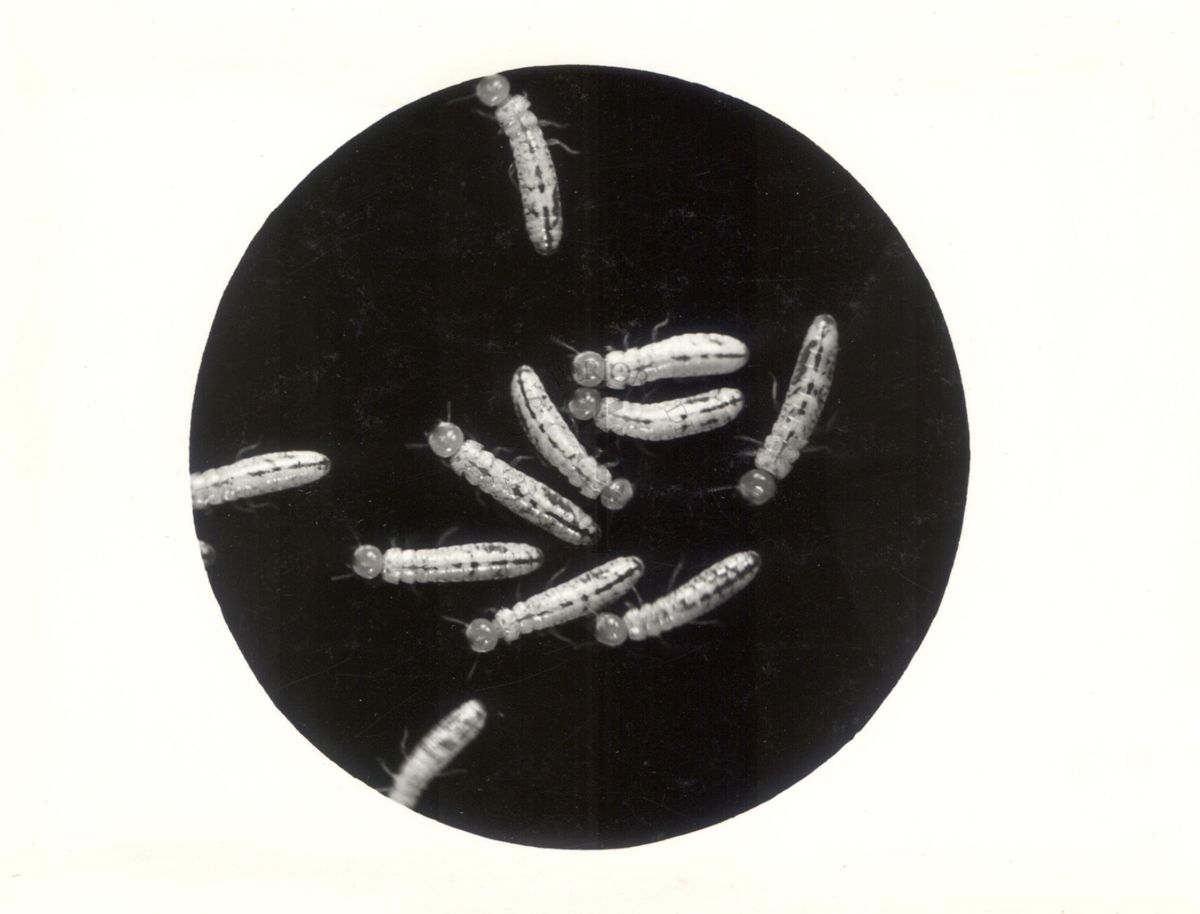 Immagine di larve e soldati di Calotermes flavicollis
