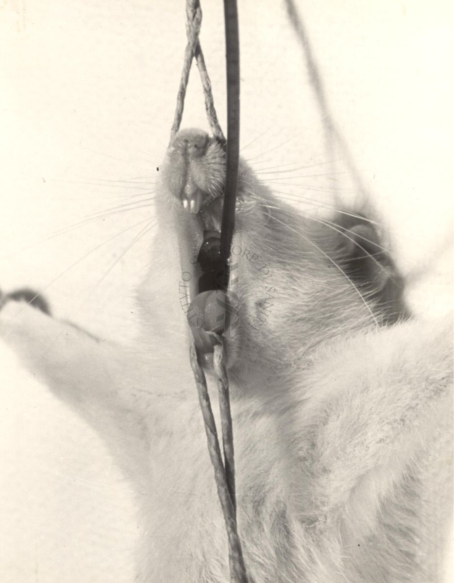 Immagini di un roditore che ha un tubicino nella bocca tenuta aperta da due corde