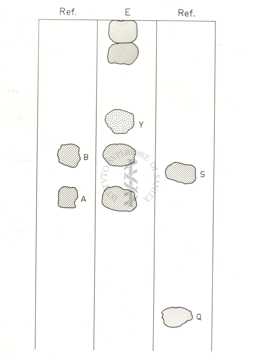 Immagine di cromatografia di steroidi col sistema B 1 di Bush