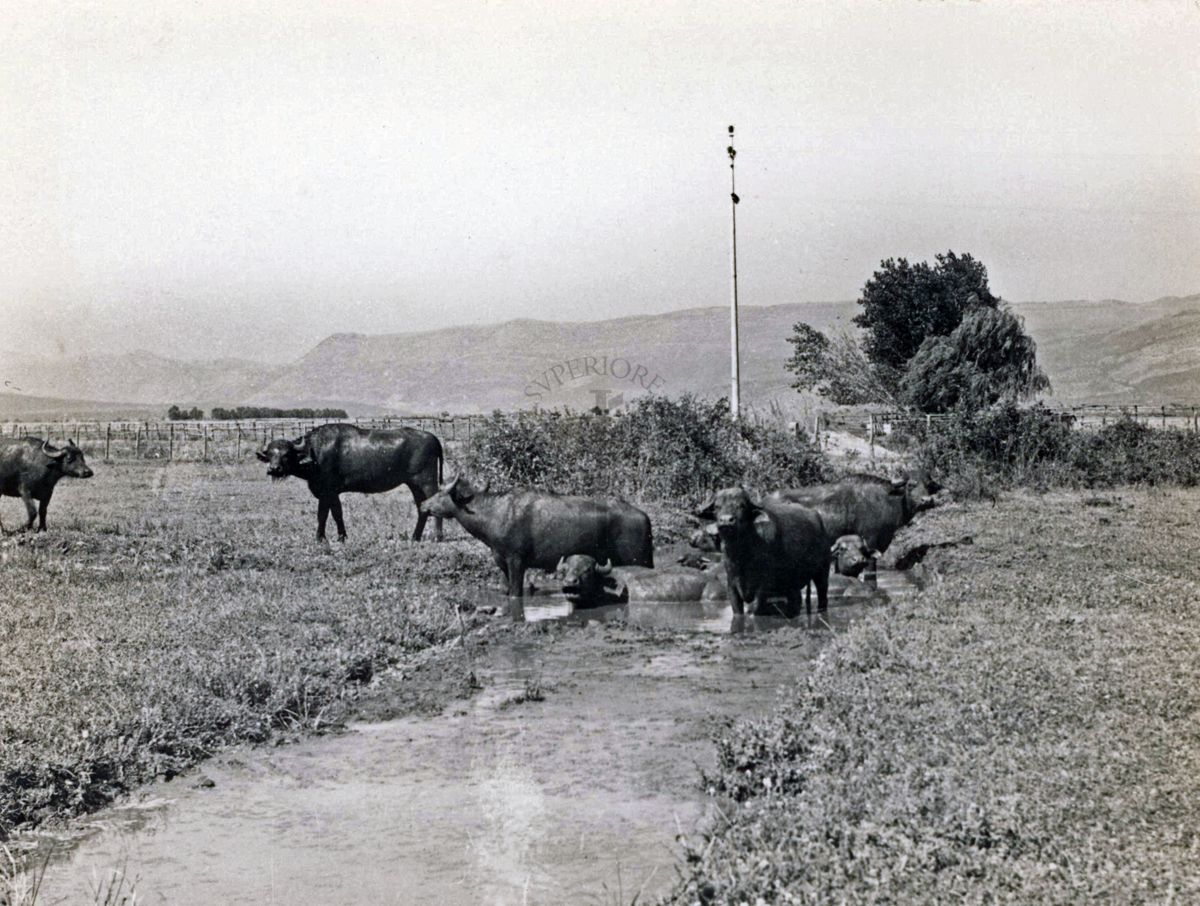 Pulitura di un canale con le bufale