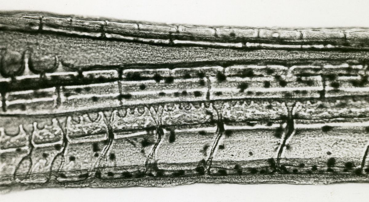 Gambusia affins holbrookii - esemplari provenienti dalla campagna Romana