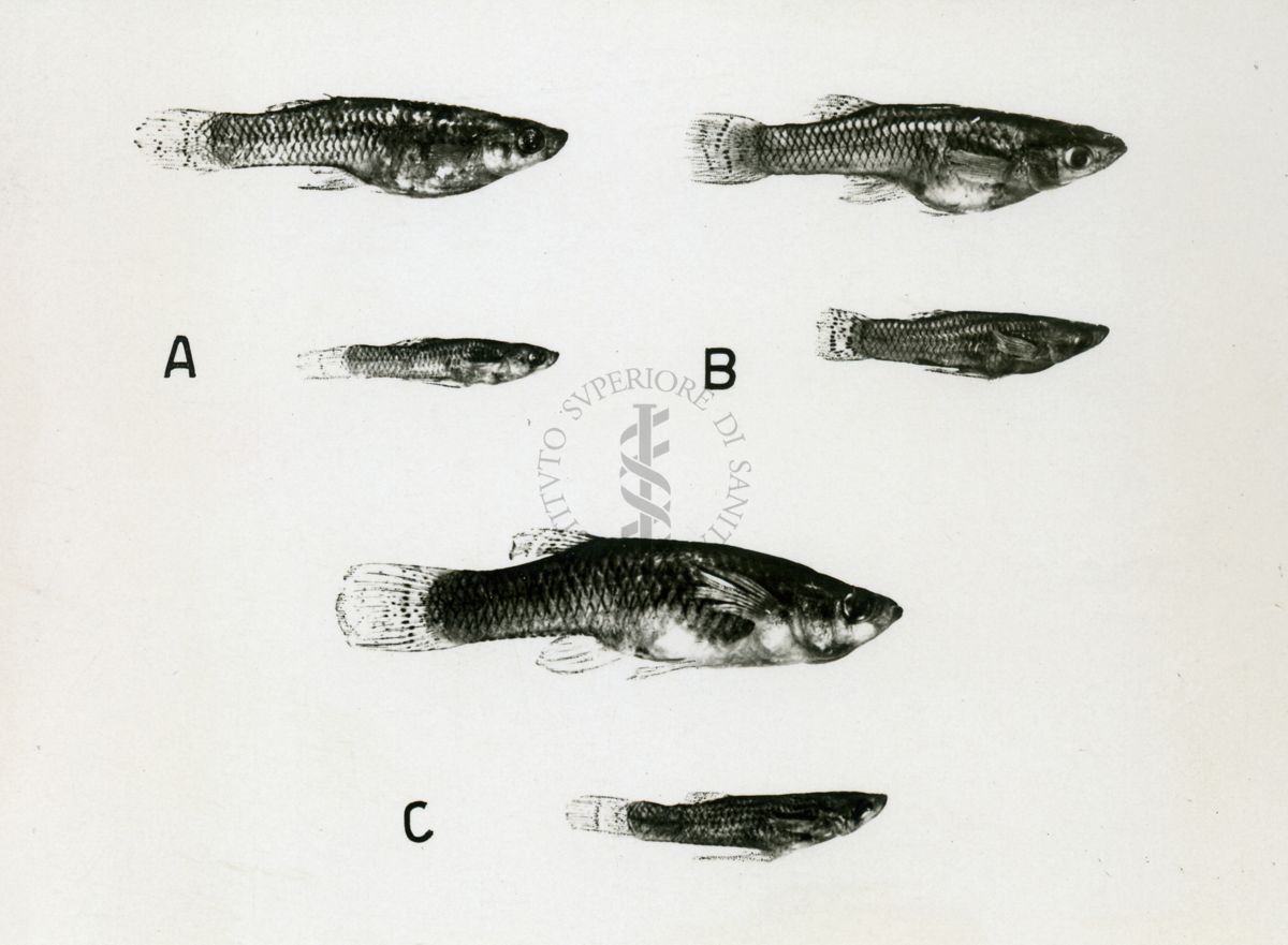 Tipi di Gambusie esemplari maschi e femmine : A) gambusia affinis affinis - B) gambusia affinis hobrookii - C) gambusie della campagna Romana