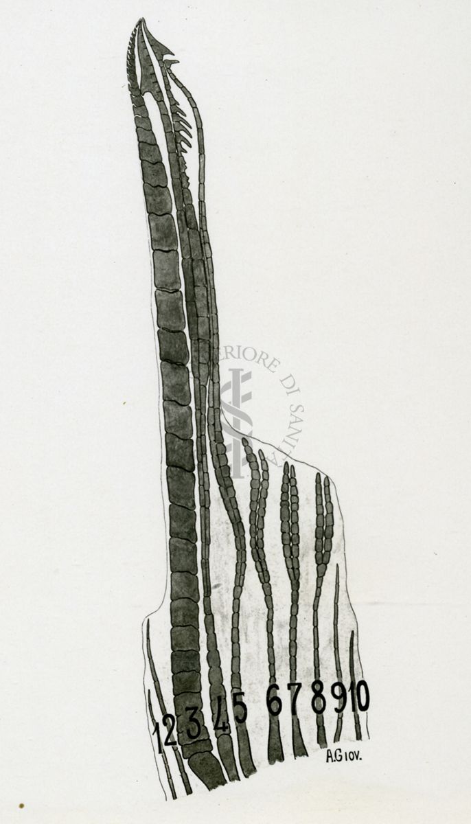 Gonopodio della gambusia affinis affinis
