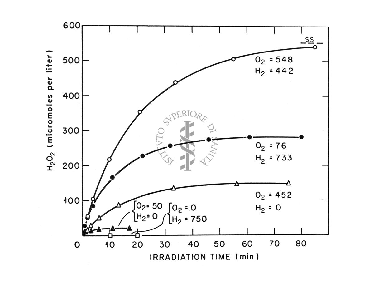 Formazione di H202 in H20 irraggiata con y; nell'acqua veniva fatto gorgogliare 02, H2 oppure H2 e 02.