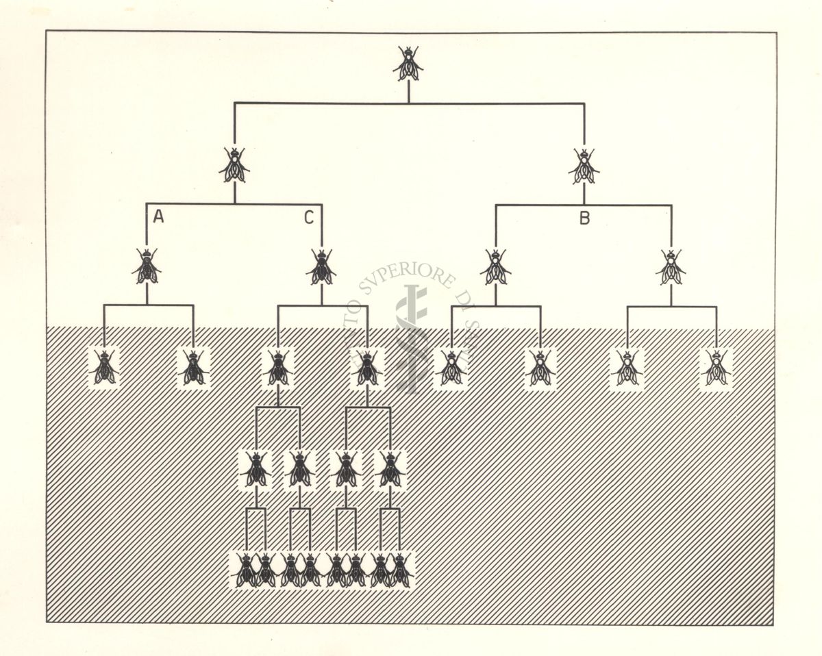 Diagramma che mostra le razze di mosche sensibili, trattate con D.D.T.