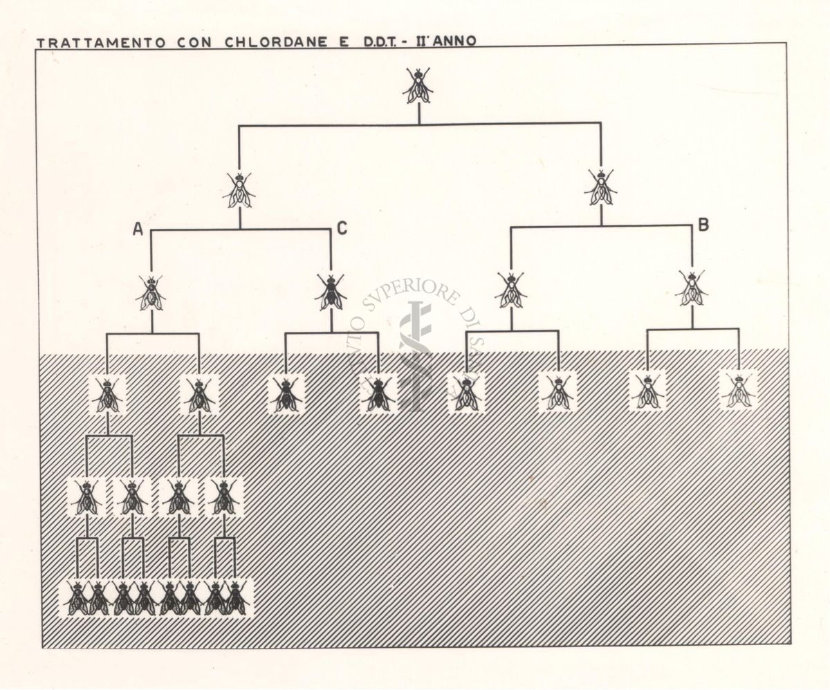 Diagramma che mostra le mosche trattate con Chlordane e D.D.T. - secondo anno