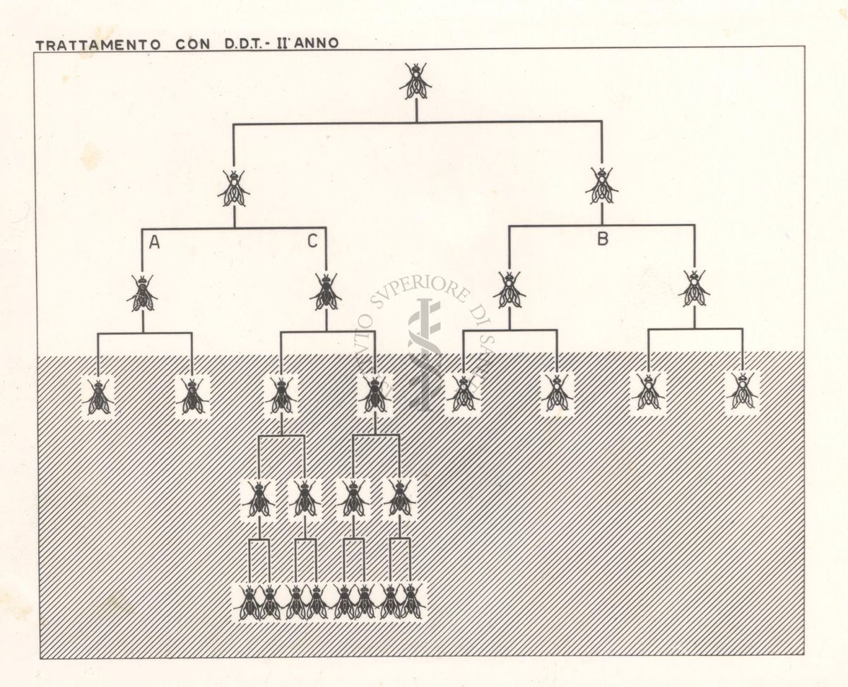 Diagramma che mostra le razze di mosche sensibili trattate con D.D.T. - secondo anno