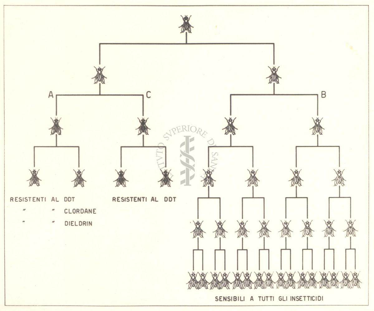 Diagramma che mostra le razze di mosche resistenti al D.D.T., al Chlordane, al Dieldrin e le razze di mosche resistenti a tutti gli insetticidi