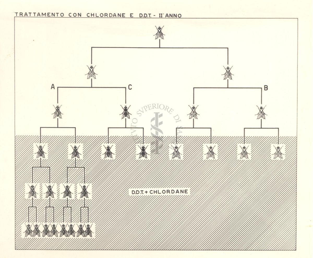 Diagramma riguardante il trattamento delle mosche con Chlordane e D.D.T. - secondo anno