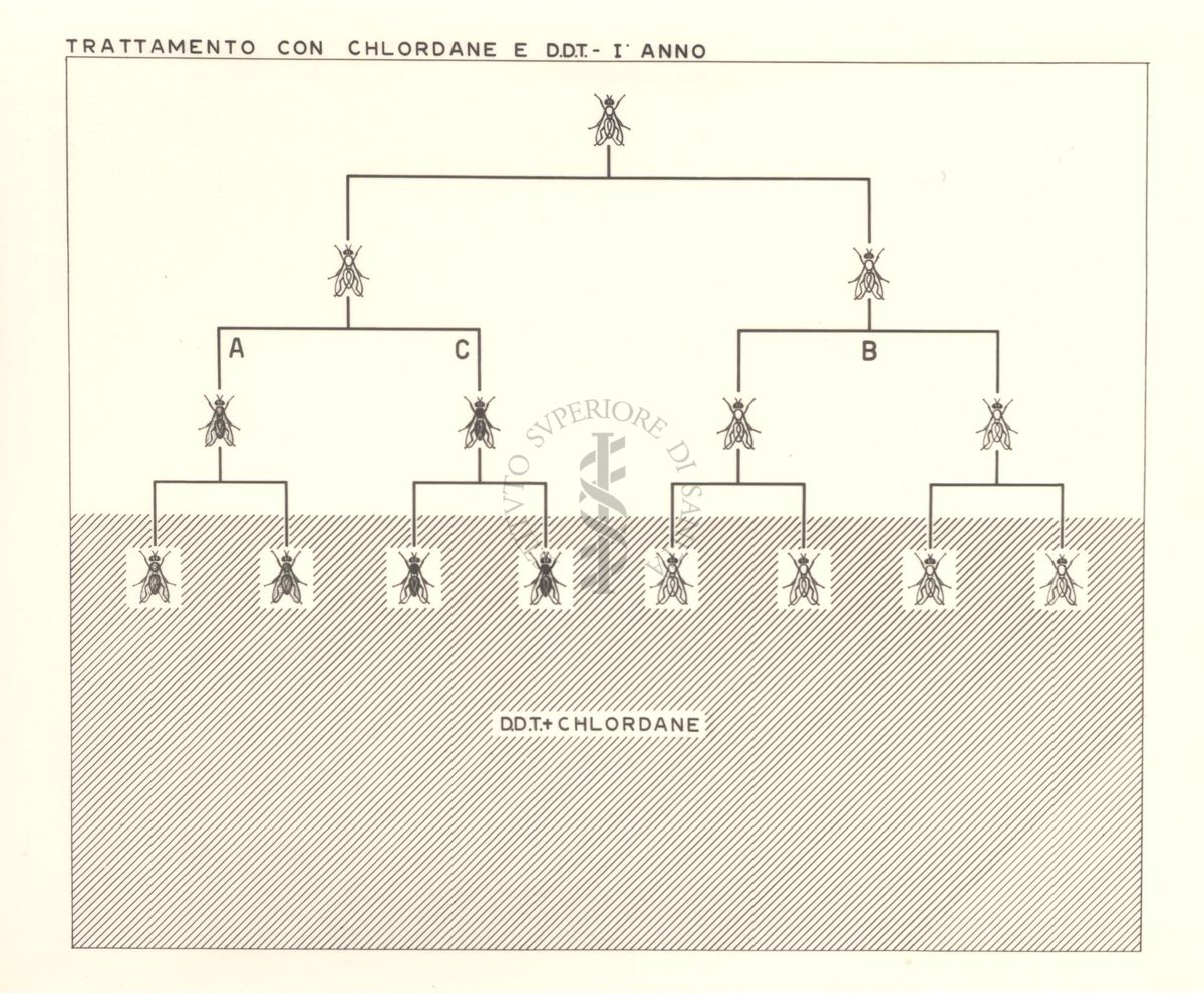 Diagramma riguardante il trattamento delle mosche con Chlordane e D.D.T. - primo anno