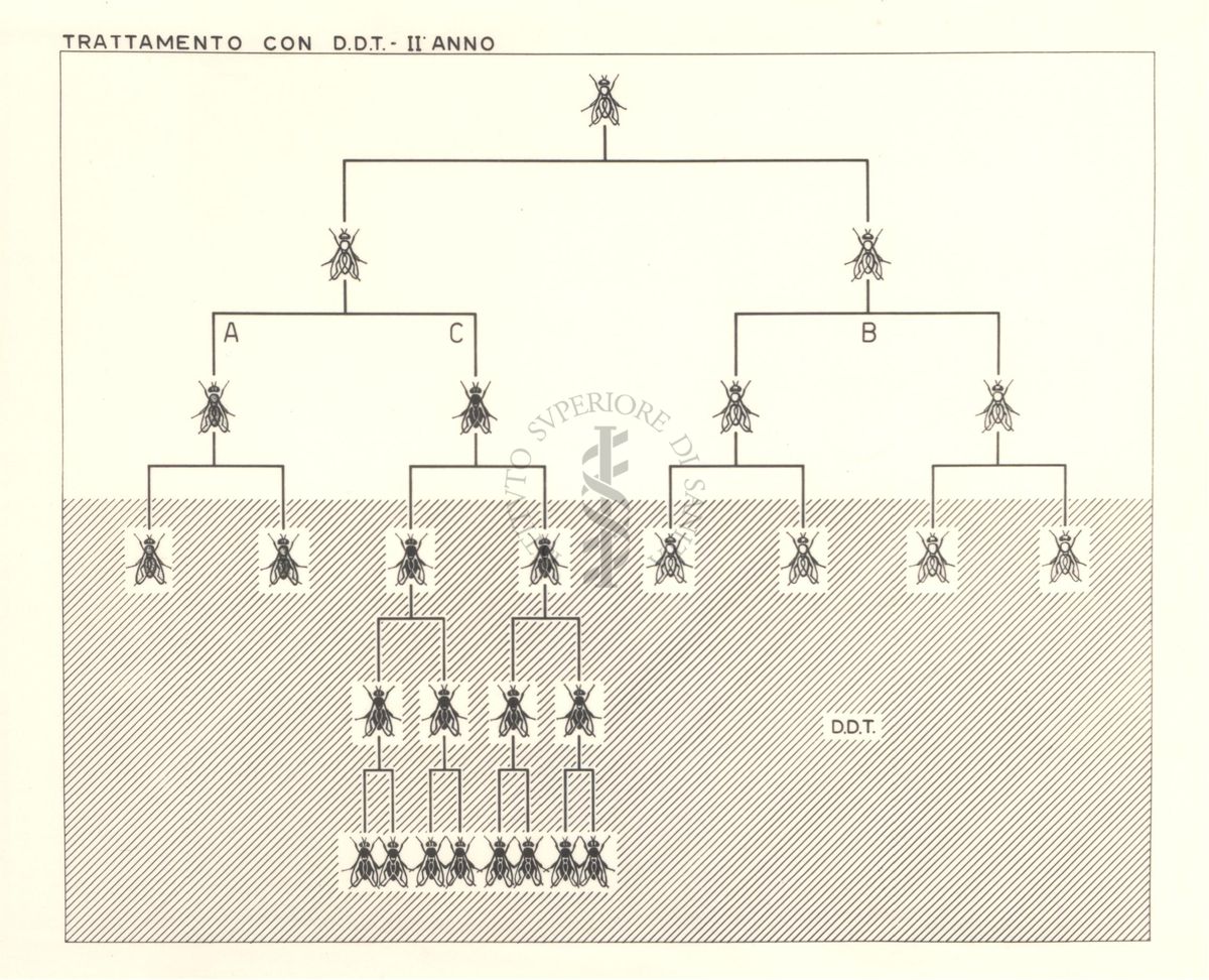 Diagramma riguardante il trattamento delle mosche con D.D.T. - secondo anno