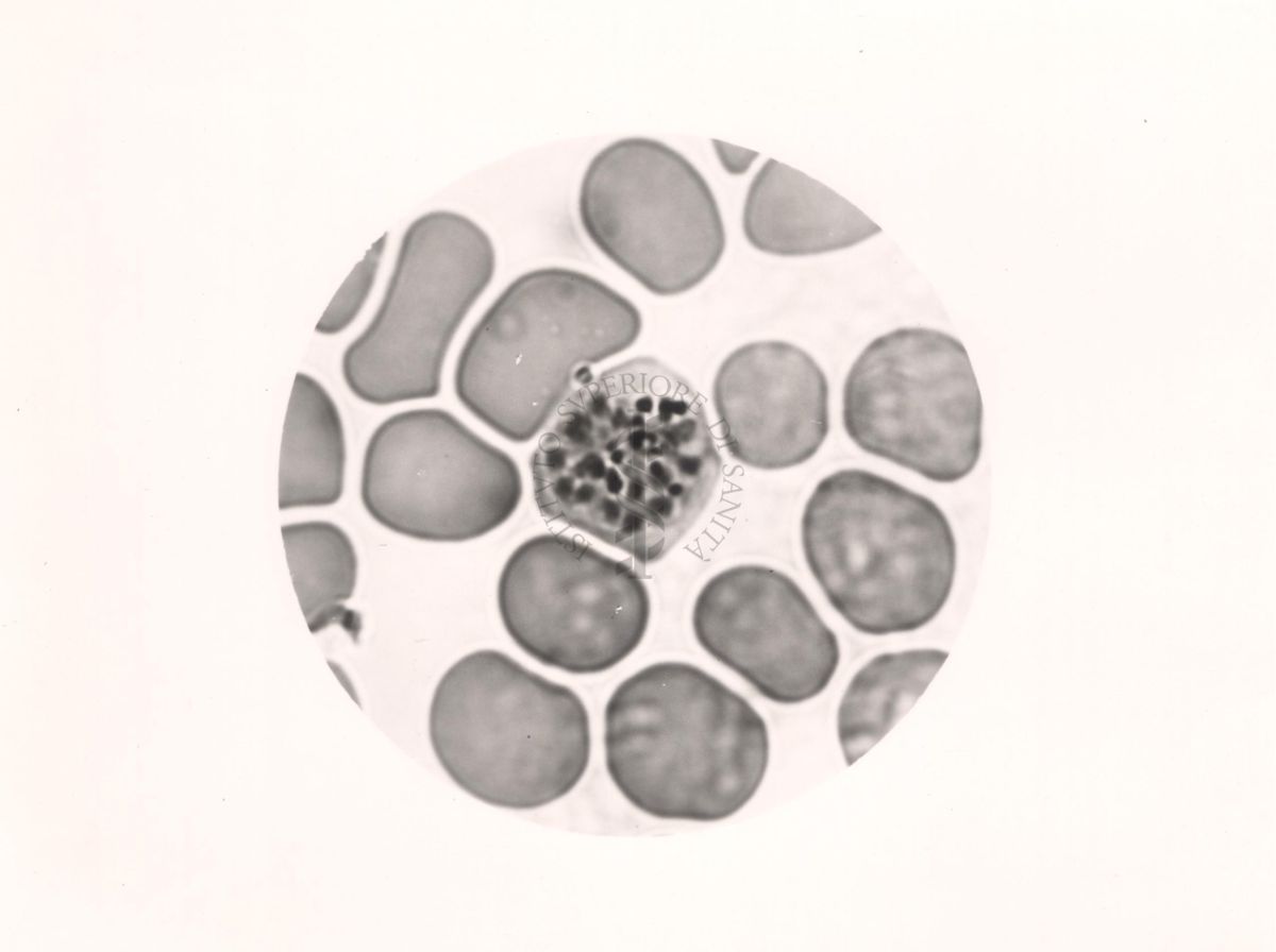 Plasmodium vivax. Schizogonia
