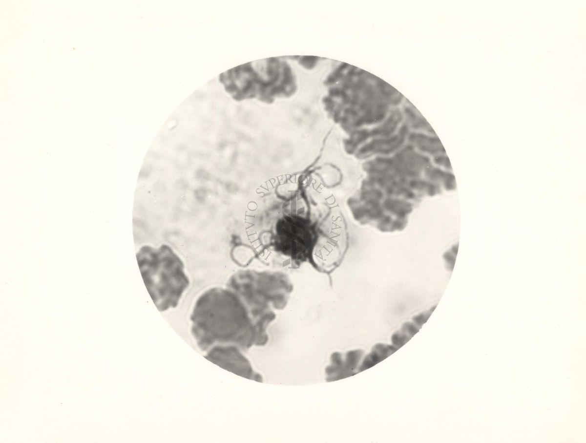 Plasmodium vivax. Flagellazione del microgametocito