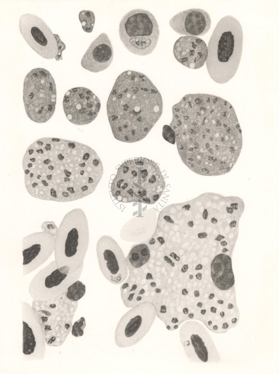 Haemoproteus del falco visto al microscopio