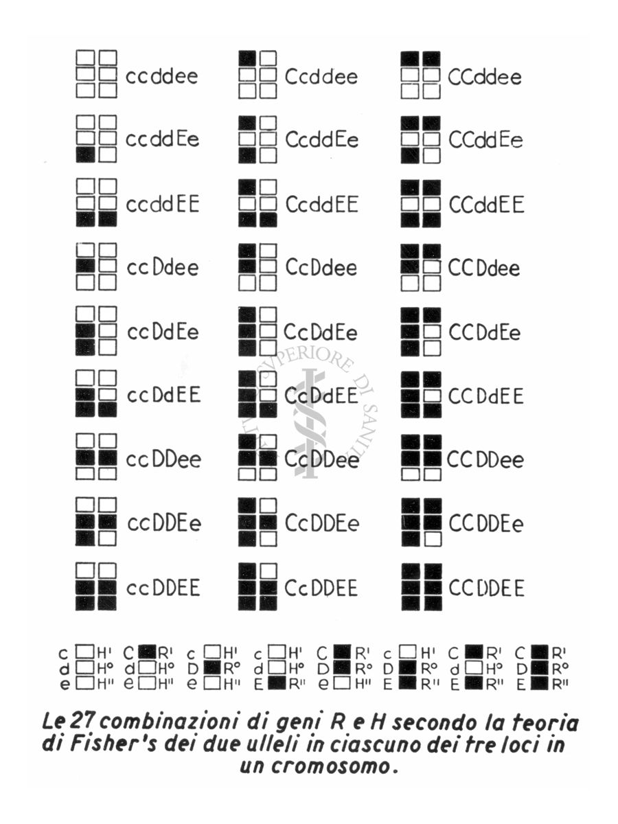 Le 27 combinazioni di geni R H - secondo la teoria di Fisher's dei due ulleli in ciascuno dei tre loci in un cromosono