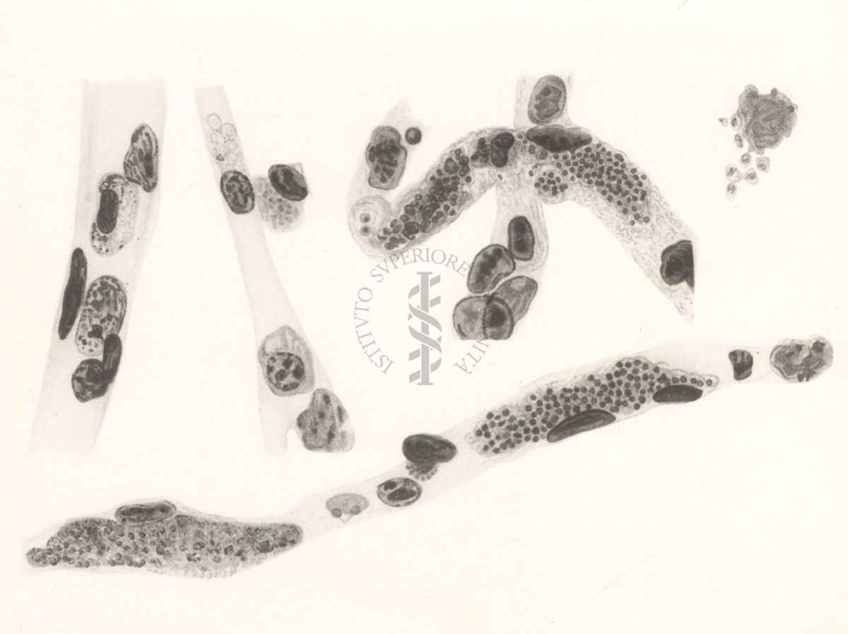 Immagine del Plasmodium (Haemoproteus auct.) oryzivorae