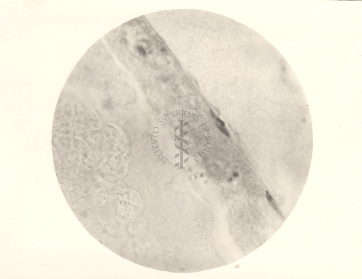 Immagine del ciclo sessuale nello stomaco delle Anopheles