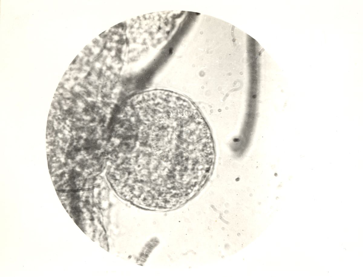 Immagine del ciclo sessuale nello stomaco delle Anopheles