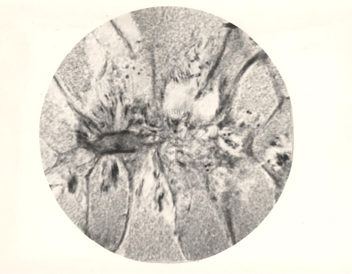 Immagine del ciclo sessuale nello stomaco delle Anopheles