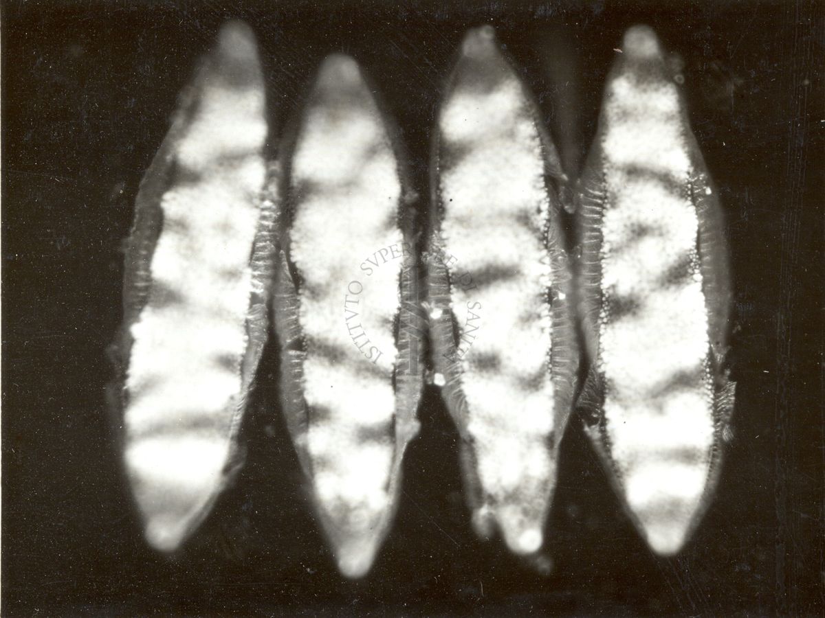Uova di anofele Maculipennis Labranchiae (prelevate a Isoletta Liri)