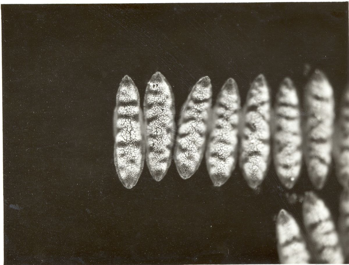 Uova di anofele Maculipennis Labranchiae (prelevate a Isoletta Liri)