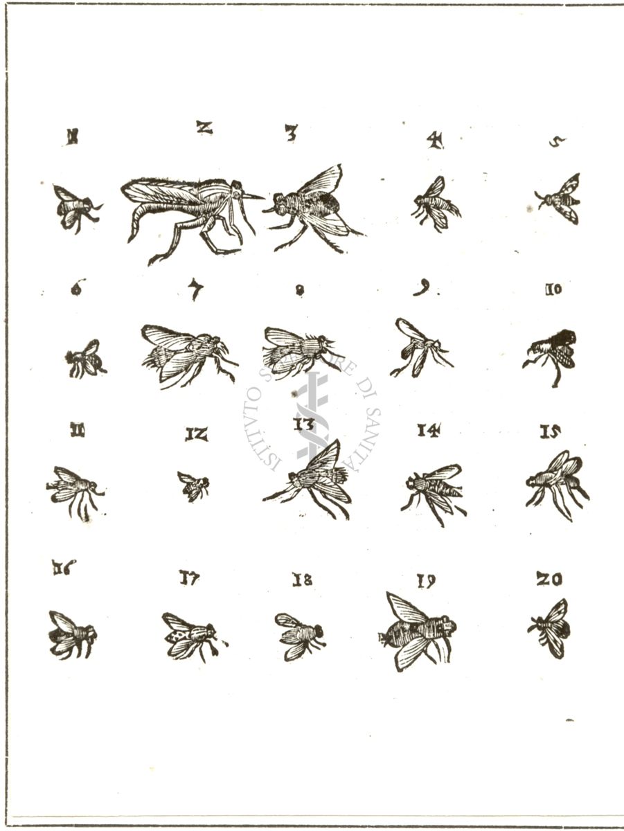 Immagini di tavole d'insetti