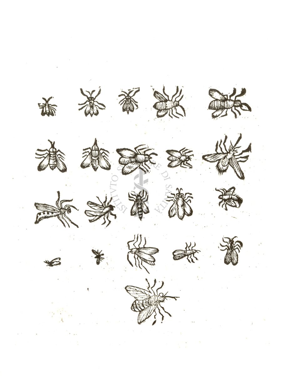 Immagini di tavole d'insetti