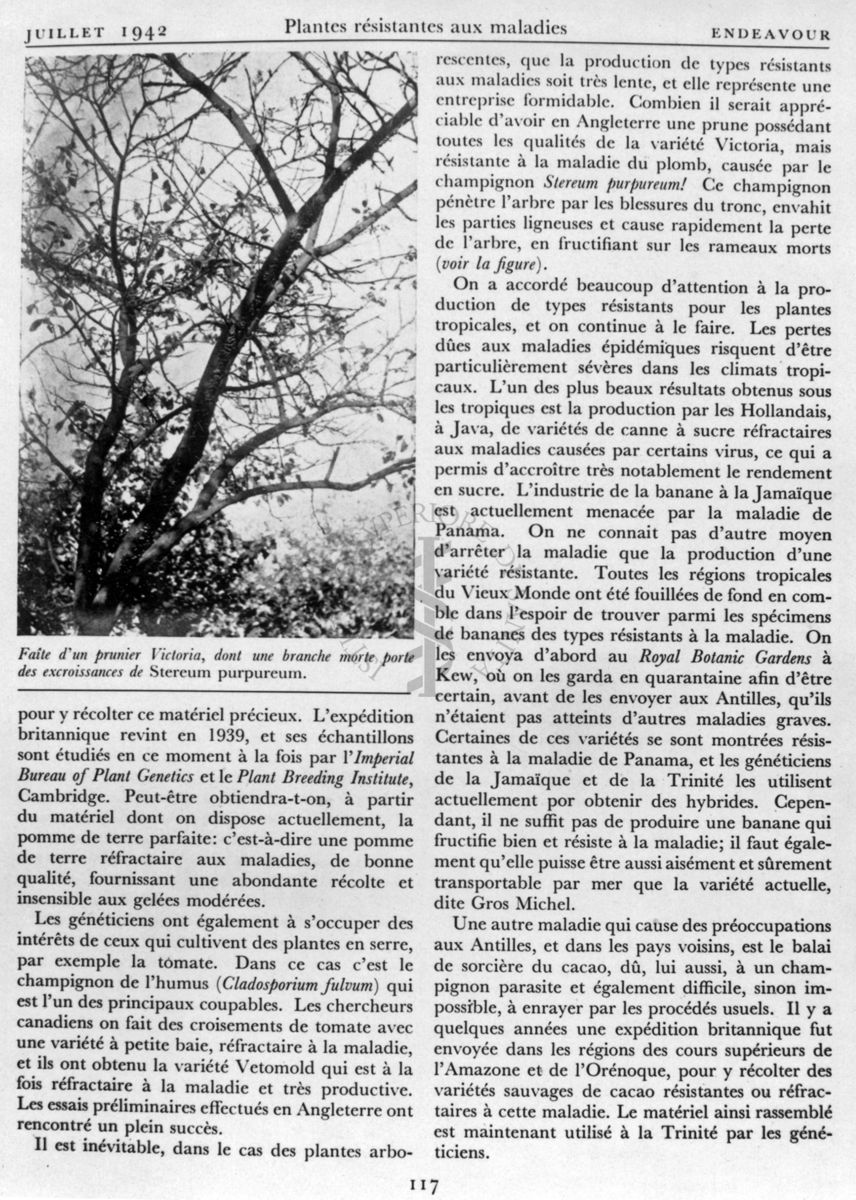 Riproduzione della quarta pagina dell'articolo "Plantes résistantes aux maladies" di F. T. Brooks, pagina 117 della rivista Endeavour, edizione francese