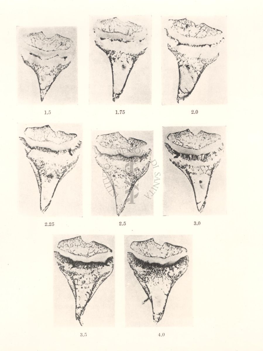 Immagine riguardante il controllo della vitamina D con il metodo della linea di calcificazione delle epifisi delle ossa lunghe del ratto