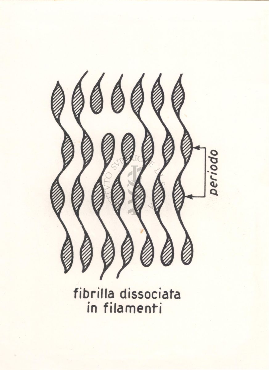 Ricerche sulle Fibrille Collagene: fibrilla dissociata in fiammiferi