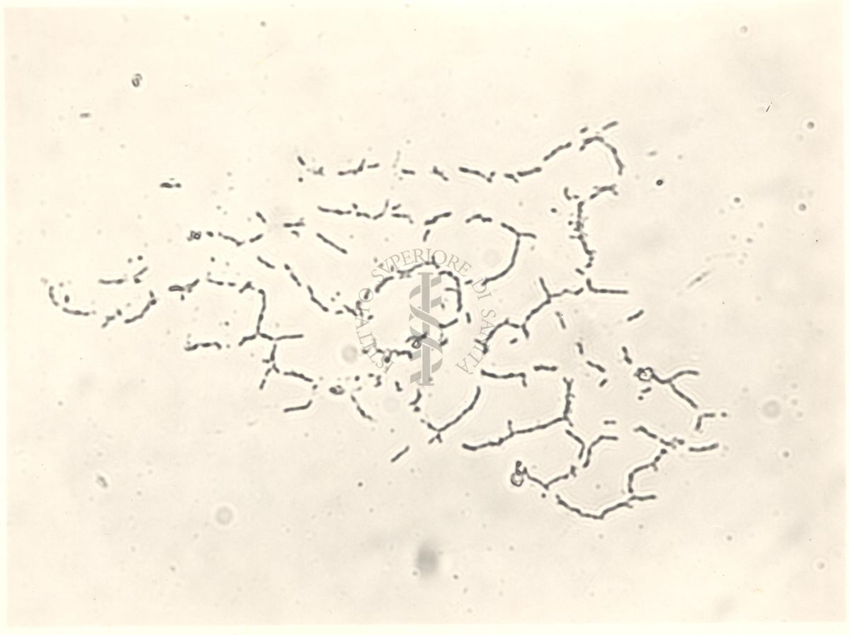 Mycobacterium