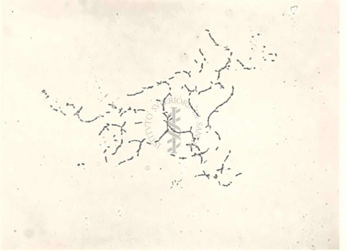 Mycobacterium