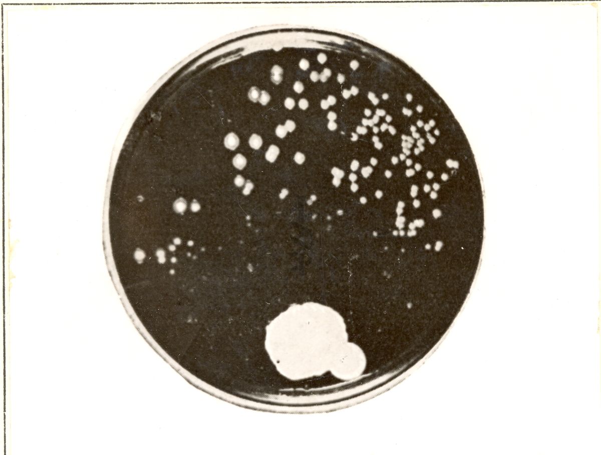 Riproduzione di una immagine della piastra originale di Fleming del 1929