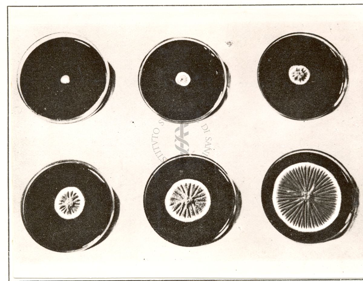 Crescita del Penicillium notatum su piastra