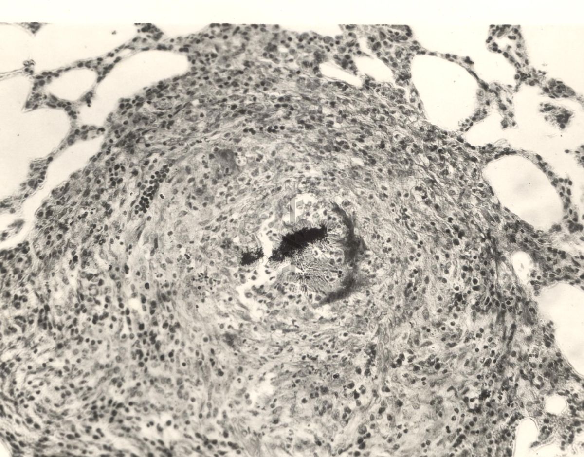 Immagine al microscopio di Preparato di coniglio con Cow 70