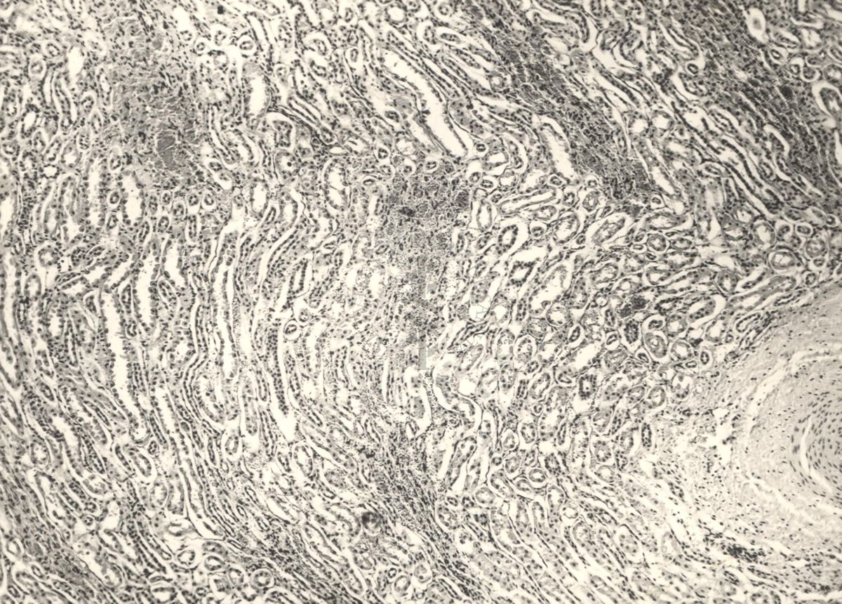 Immagine al microscopio di preparato di vitella con Cow 70