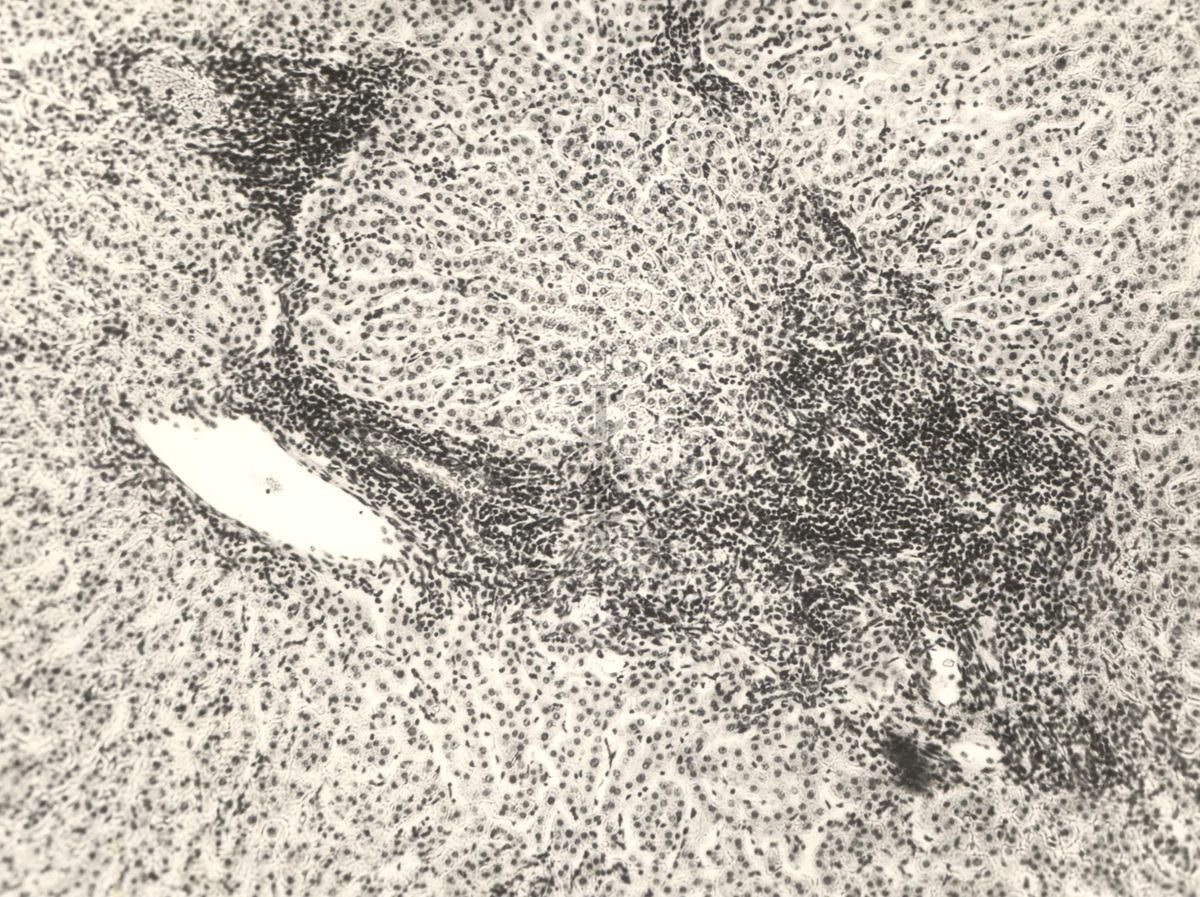 Immagine al microscopio di preparato di vitella con Cow 70