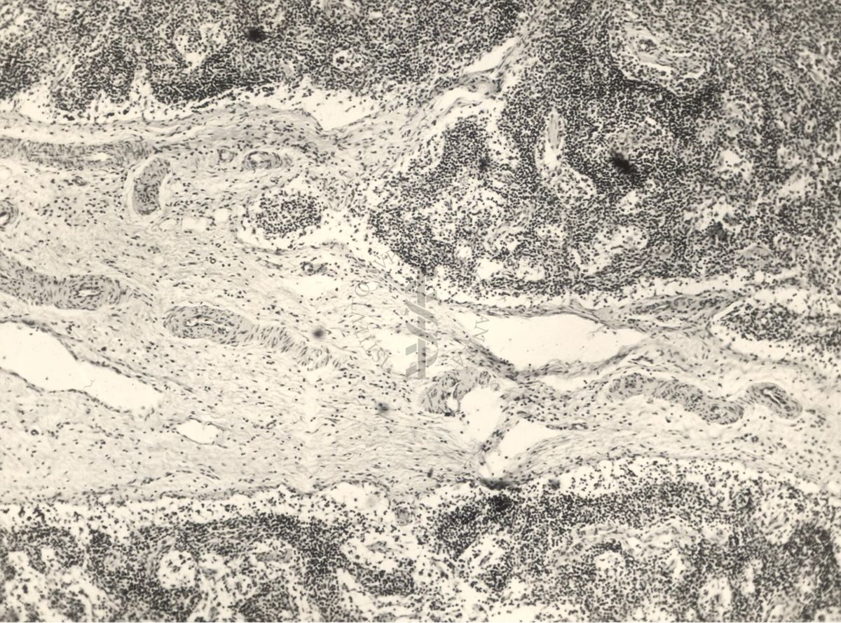 Immagine al microscopio di preparato di vitella con Cow 70