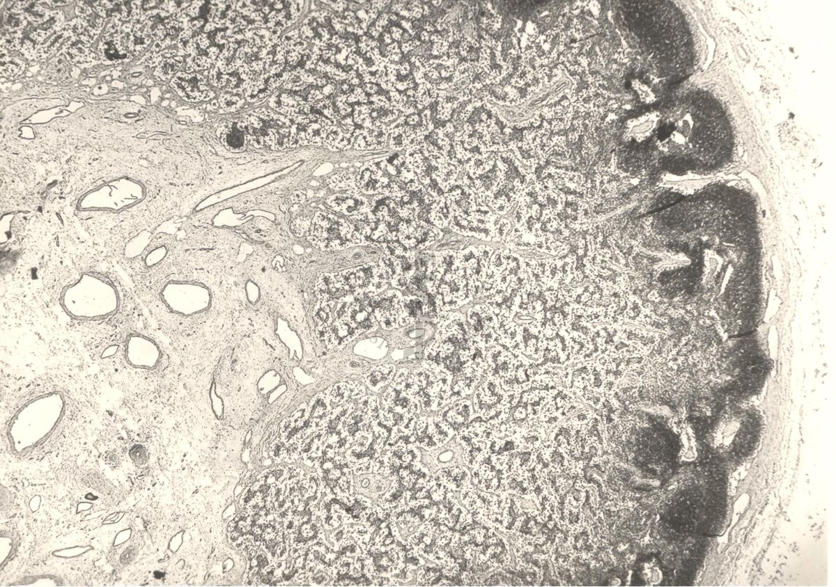 Immagine al microscopio di preparato di vitella con Cow 70